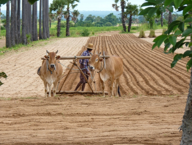 미얀마 농사