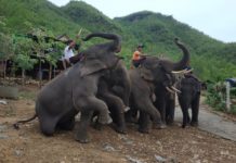 사가잉지역 코끼리 사육자들, 생계 어려움 직면 미얀마 코끼리캠프