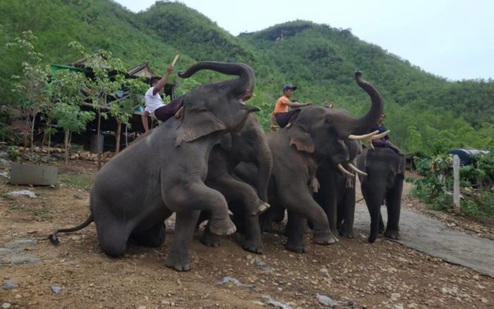 미얀마 코끼리캠프