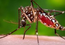 미얀마, 뎅기열 확진자 5,066명 및 사망자 26명 기록…지난해 대비 증가 추세