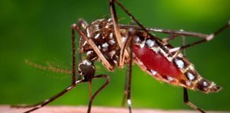 2030년까지 “말라리아 박멸” 목표…공식적으로 진단 12만 명, 미얀마의 현주소