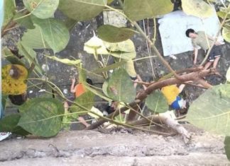 체포 거부한 양곤 청년들 극단적인 선택