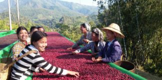 미얀마 몬주, 2026-27년 커피 재배 106에이커 확장 계획…농민에 무료 커피 묘목 지원 미얀마 커피콩 재배