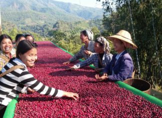 미얀마, 전국 커피 재배 10만 에이커 목표…현재 63,000에이커 이상 재배 완료 미얀마 커피콩 재배