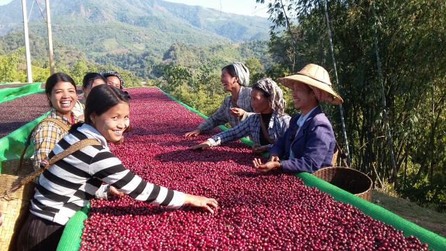 미얀마 커피콩 재배