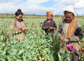 미얀마, 양귀비 재배농장 증가