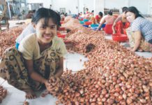 중국향 수출 양파, 국경무역 차질로 품질 저하 미얀마 양파 수출