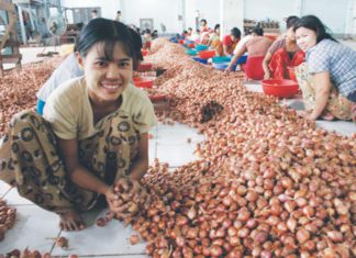 미얀마 양파 수확 풍년에도 극심한 피해를 보는 상인들 미얀마 양파 수출