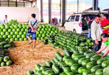 중국 국경무역 지연으로 수박 수출업체 및 농민들 피해 급증 미얀마 수박 수출