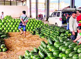중국 국경무역 지연으로 수박 수출업체 및 농민들 피해 급증 미얀마 수박 수출