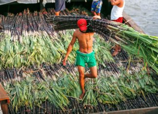KIA, 샨주 북부 사탕수수 선적 트럭 세금 부과 미얀마 사탕수수