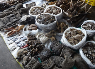 미얀마 불법 야생동물 온라인 거래 급증 미얀마 야생동물 밀거래 시장