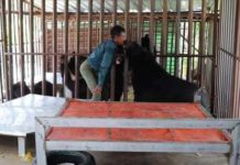 바고지역 애완곰, 주인 공격 사망 바고 애완곰