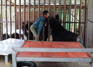 바고지역 애완곰, 주인 공격 사망 바고 애완곰