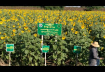 미얀마 해바라기 농민 대출 지원 예정 미얀마 해바라기 농장