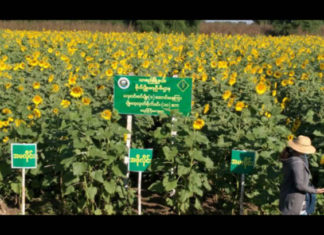 미얀마 해바라기 농민 대출 지원 예정 미얀마 해바라기 농장
