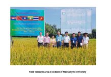 미얀마 쌀 품종 개발 성공 미얀마-중국 공동으로 쌀품종 개발