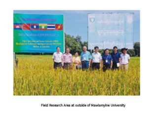 미얀마 쌀 품종 개발 성공 미얀마-중국 공동으로 쌀품종 개발