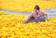 미얀마 수출 허가제 이후 옥수수 수출 거의 마비 미얀마 옥수수