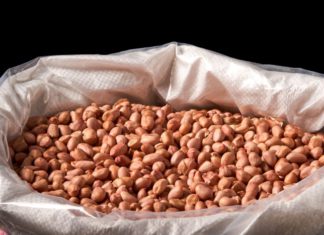 미얀마 에야와디 지역, 땅콩 시장 거래 활발…가공업 성장으로 판매 호조 미얀마 땅콩