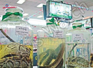 미얀마 국영제약공장, 안티베닌 생산위해 독사 구매 독사 해독제 연구실