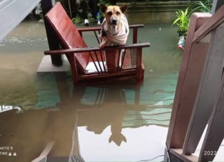 미얀마 삔우린 20년만에 홍수 발생 삔우린 홍수 발생