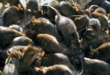 미얀마 꺼친주 일부 타운십, 쥐로 인한 농지 피해 발생