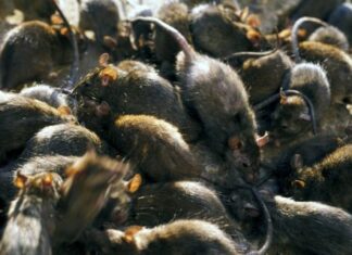 미얀마 꺼친주 일부 타운십, 쥐로 인한 농지 피해 발생