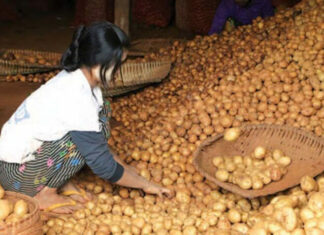중국산 감자 미얀마 수출 허용으로 미얀마 감자 재배 농민들 우려 미얀마 감자