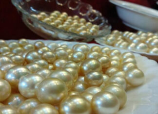 미얀마 진주 양식 생산 목표량 67% 달성 미얀마 진주 양식