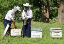 미얀마 꿀 수출 현황 미얀마 양봉장