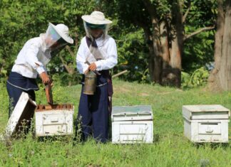 미얀마 꿀 수출, 2025-26년 회계연도 4개월간 709톤…1,053만 달러 벌어 ‘역대급’ 성장 미얀마 양봉장
