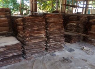 미얀마산 천연 고무, 국제 시세로 못 파는 진짜 이유는 ‘품질’ 문제 때문 미얀마 고무