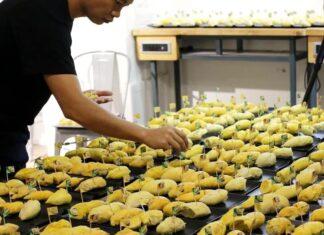 꺼인주 두리안 뷔페 행사, 고객들 예상보다 너무 많이 먹어 손실 발생 두리안 뷔페