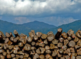 미얀마 티크나무 밀수 증가 미얀마 티크나무