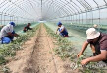 미얀마 이주노동자, 한국 계절 노동자로 여성 채용 최초 허가 한국 계절노동자