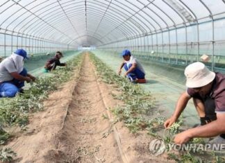 한국 계절노동자 신청 피해자들, 환급 어려움 호소 한국 계절노동자