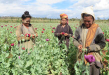미얀마 소수민족무장단체, 양귀비 재배 단속 실시 양귀비 재배