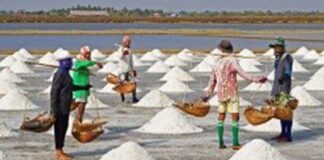 몬주 염전, 한국 수출 준비 중…시험 운용 단계 진입 미얀마 염전