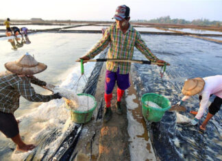 몬주 소금 생산량 약 47000톤 예상 몬주 소금 생산 염전