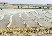 에야와디지역 염전 생산량 에야와디지역 염전