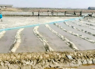 에야와디지역 염전 생산량 에야와디지역 염전