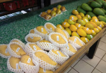 미얀마산 망고, 한국 수출 추진…현지 농업기관과 사전 협의 필요 미얀마 망고