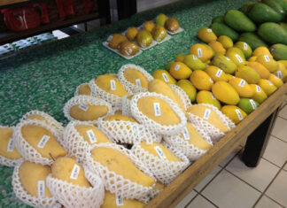 미얀마산 망고, 한국 수출 추진…현지 농업기관과 사전 협의 필요 미얀마 망고