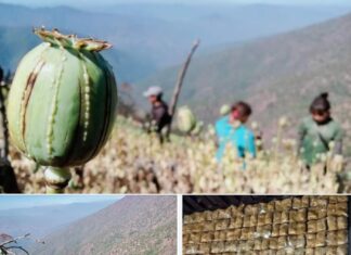 양곤 아편굴 강제 징집 아편 생산