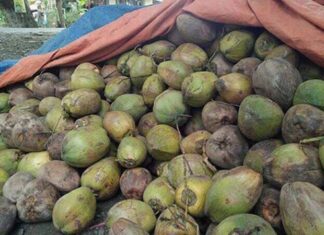 베트남-미얀마, 코코넛 부문 협력