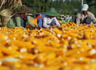 미얀마, 2024-2025 회계연도 옥수수 수출 200만 톤 돌파
