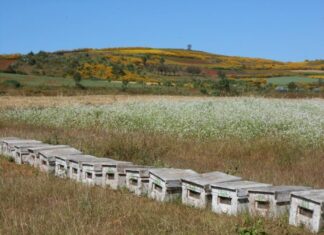 미얀마, 꿀 수출로 2025년 4월 약 35만 5천 달러 수익 달성
