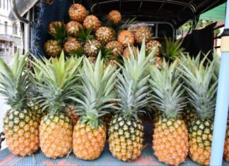 미얀마산 파인애플, 중국 수출길 재개…품질 관리 강화 필수