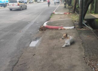 미얀마, 양곤 길거리 개 ‘독살’ 명령… 주민 반발 확산
